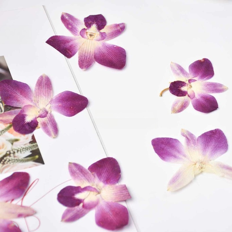 4pcs,Real Pressed Butterfly Or - Art Craft Website ulasan dan harga