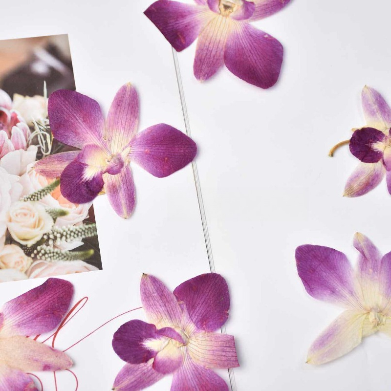 4pcs,Real Pressed Butterfly Or - Art Craft Website ulasan dan harga