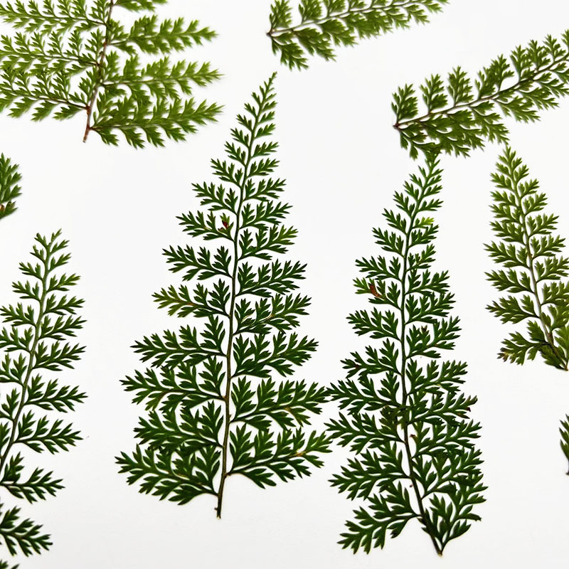 100Pcs Natural Rain Fern Leaf  - Art Craft Leaves ulasan dan harga