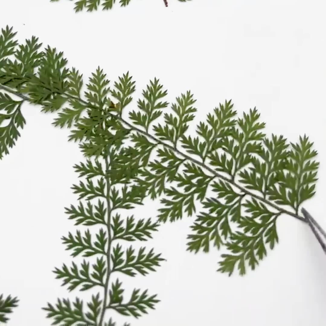 100Pcs Natural Rain Fern Leaf  - Art Craft Leaves ulasan dan harga