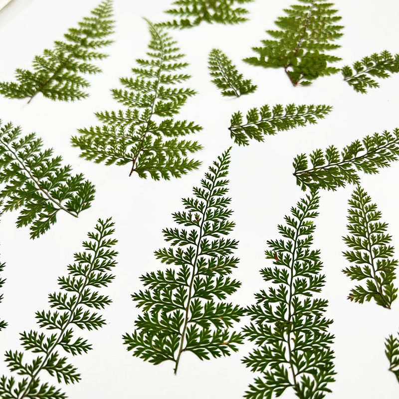 100Pcs Natural Rain Fern Leaf  - Art Craft Leaves ulasan dan harga
