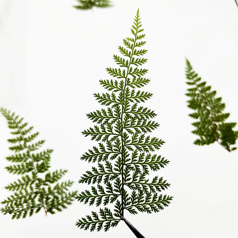 100Pcs Natural Rain Fern Leaf  - Art Craft Leaves ulasan dan harga